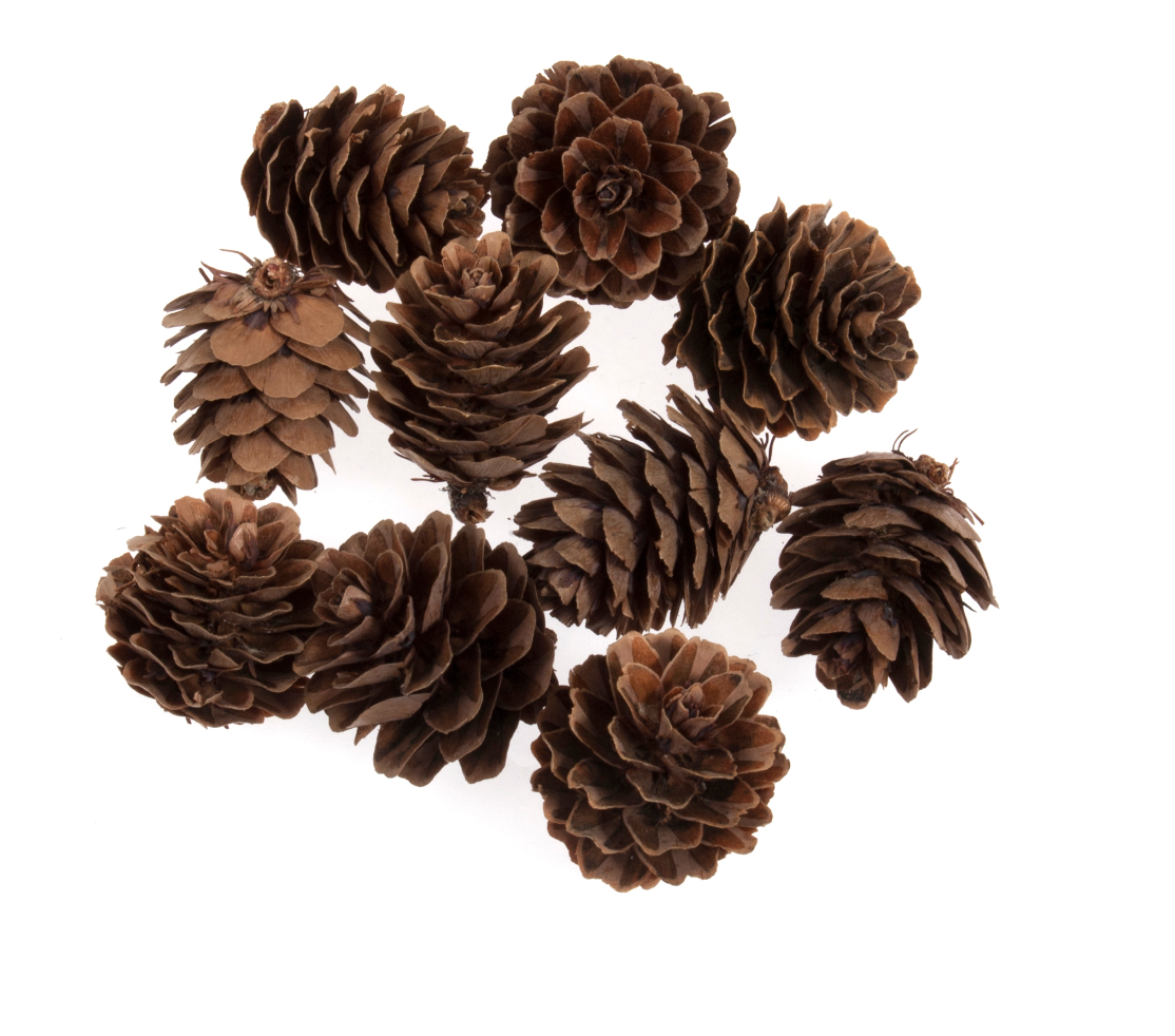 Pine Cones